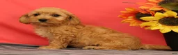 Cavapoo dogs for sale: Vinnie - Ad 3