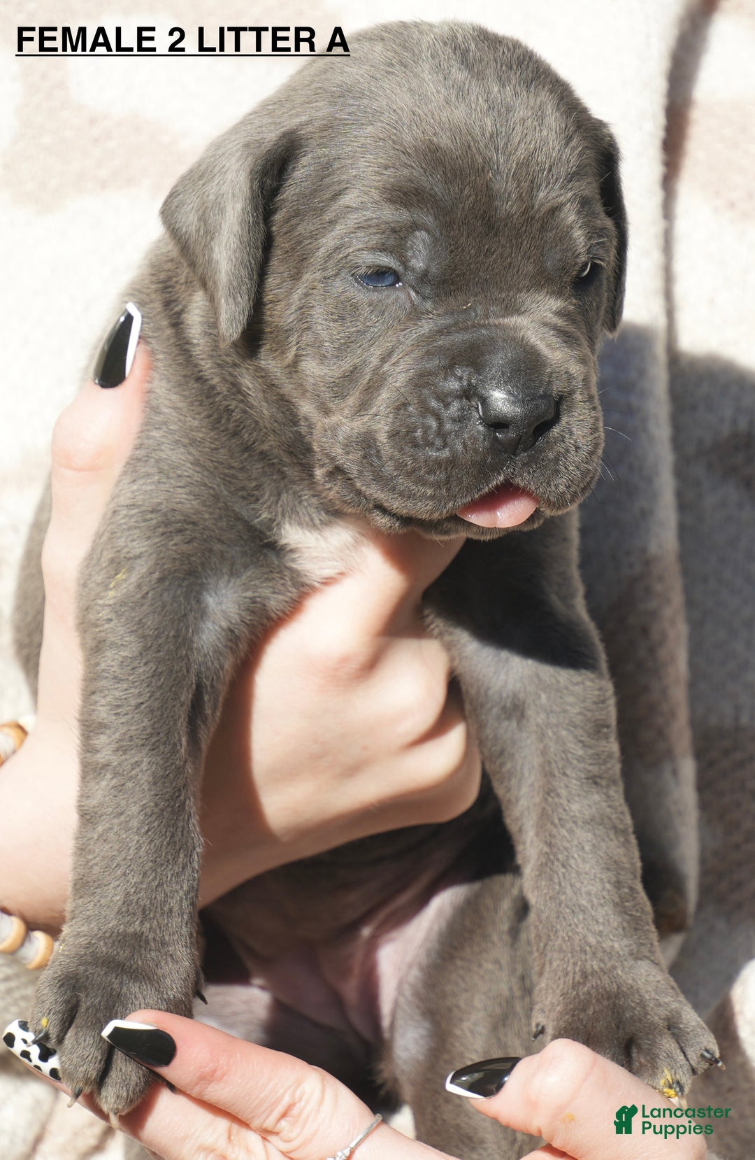 Cane Corso dogs for sale: Cane Corso Puppy 3 - Ad 1