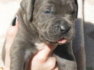 Cane Corso dogs Cane Corso Puppy 3 - Ad 13