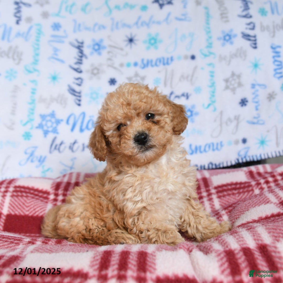 Miniature Poodle dogs for sale: Major - Ad 4