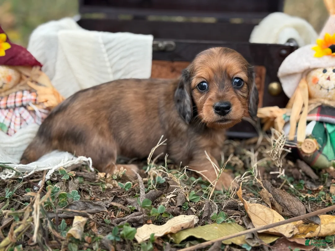 Miniature Dachshund dogs for sale: Red dapple - Ad 1