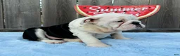 English Bulldog dogs for sale: Danna - Ad 2