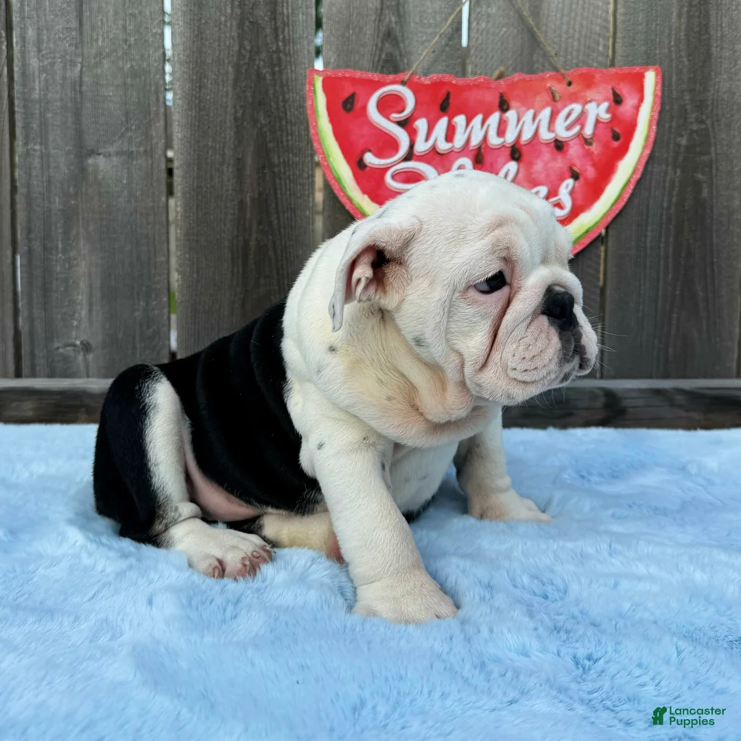 English Bulldog dogs for sale: Danna - Ad 2