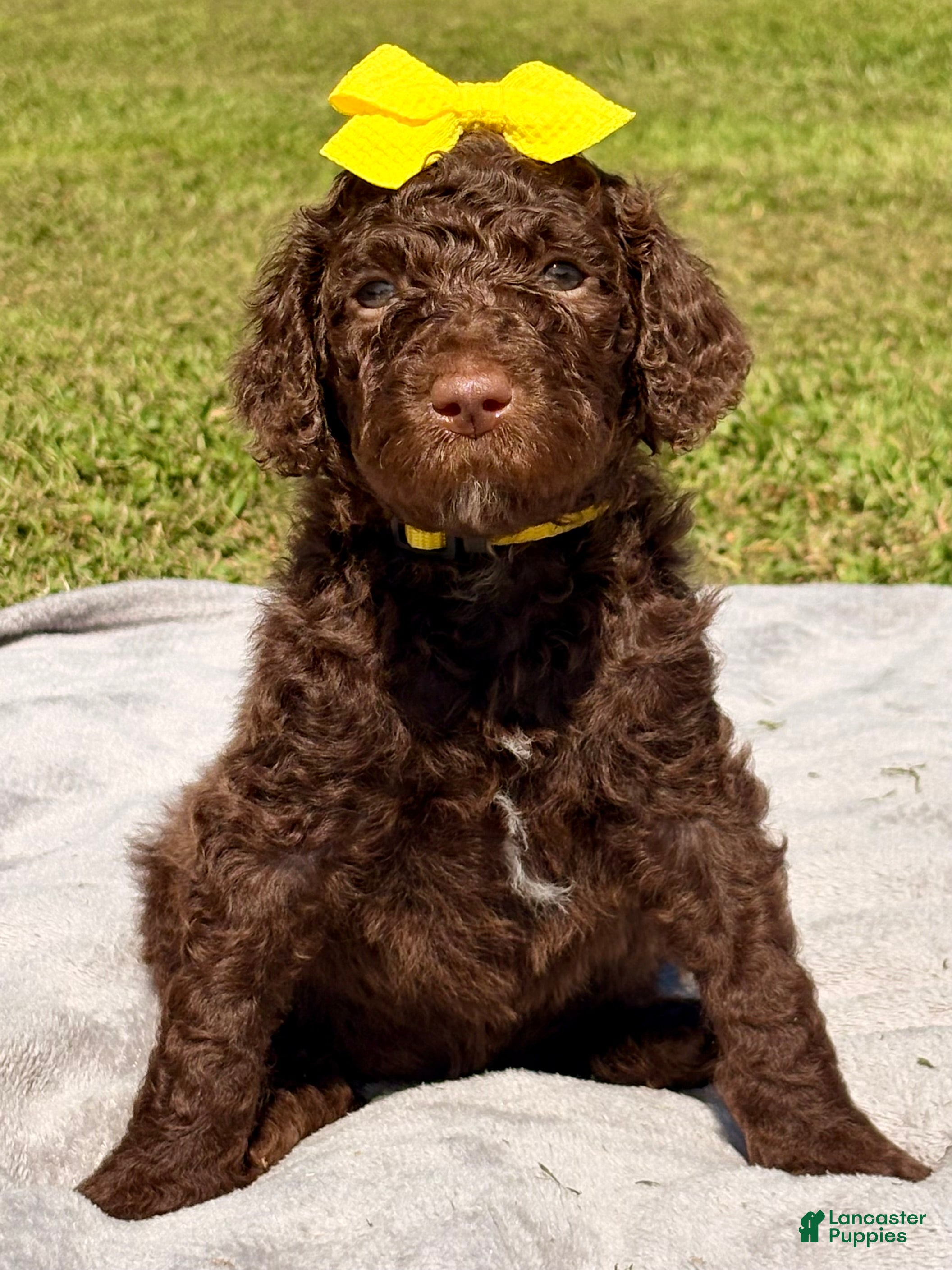 Standard Poodle dogs Gold collar - Ad 2