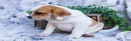 Puggle dogs for sale: Billy - Ad 18