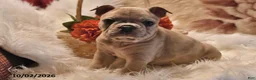 Frenchton dogs for sale: Poppy - Ad 3