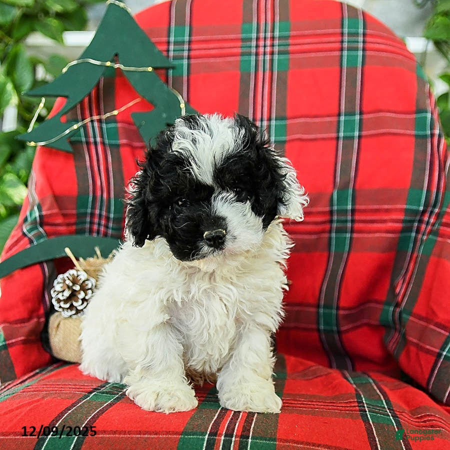 Cockapoo dogs Smokey - Ad 4