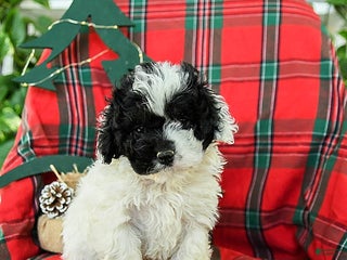 Cockapoo dogs Smokey - Ad 6