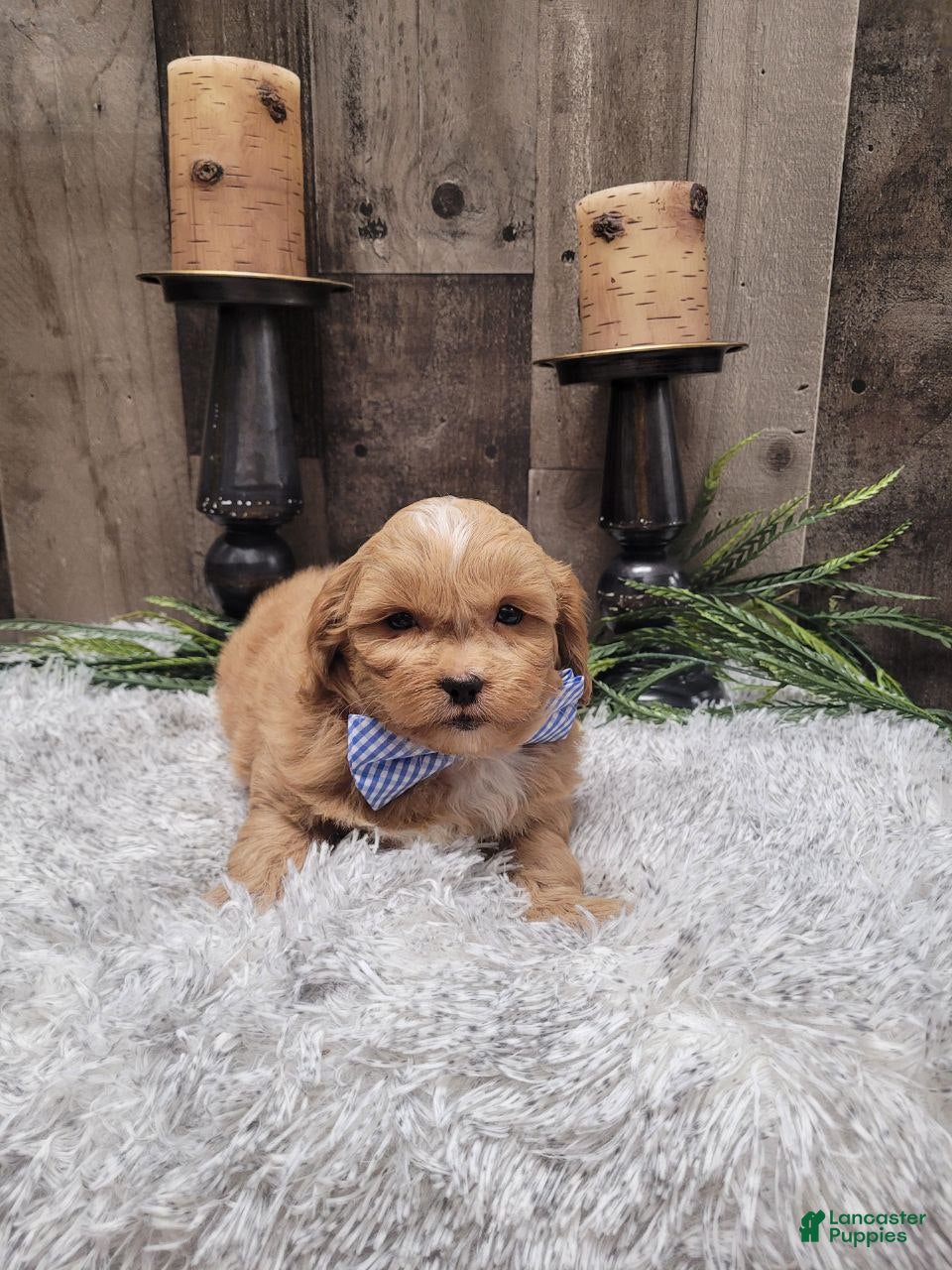 Pekapoo dogs Wilbur - Ad 2