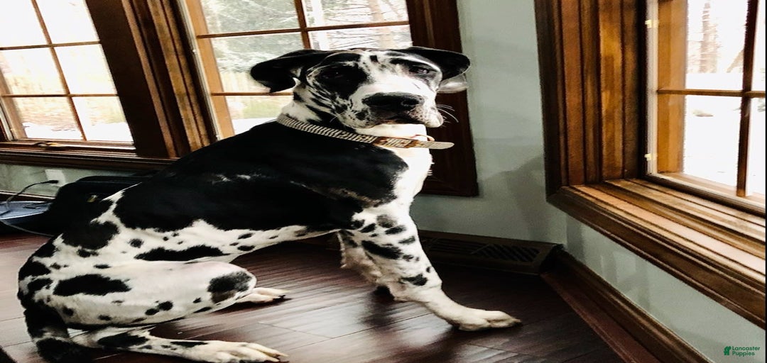 Gallery Image {{count}}