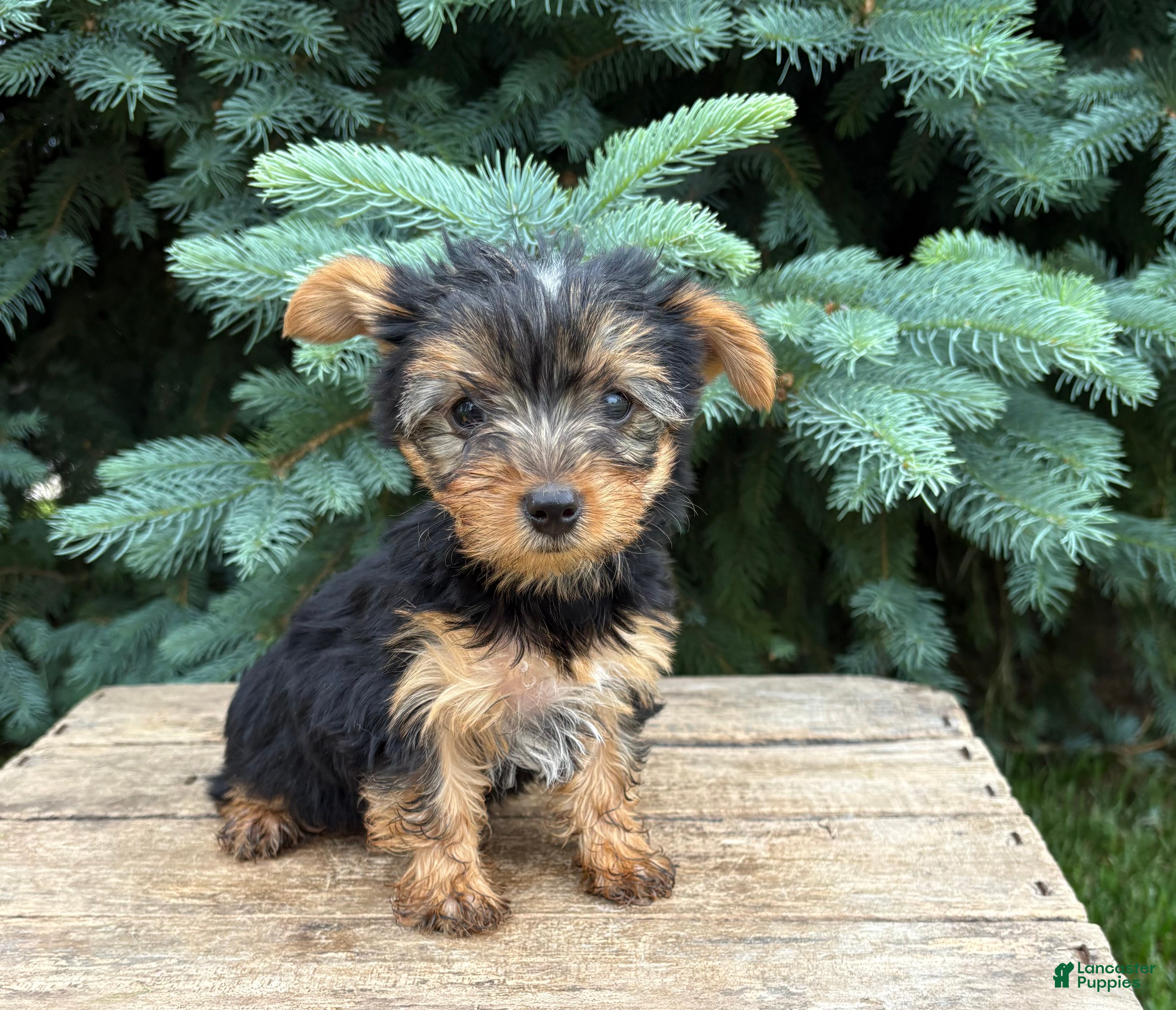 Yorkshire Terrier dogs Joey - Ad 2