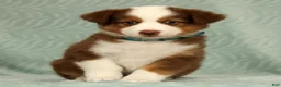 Australian Shepherd dogs for sale: Cooper - Ad 3