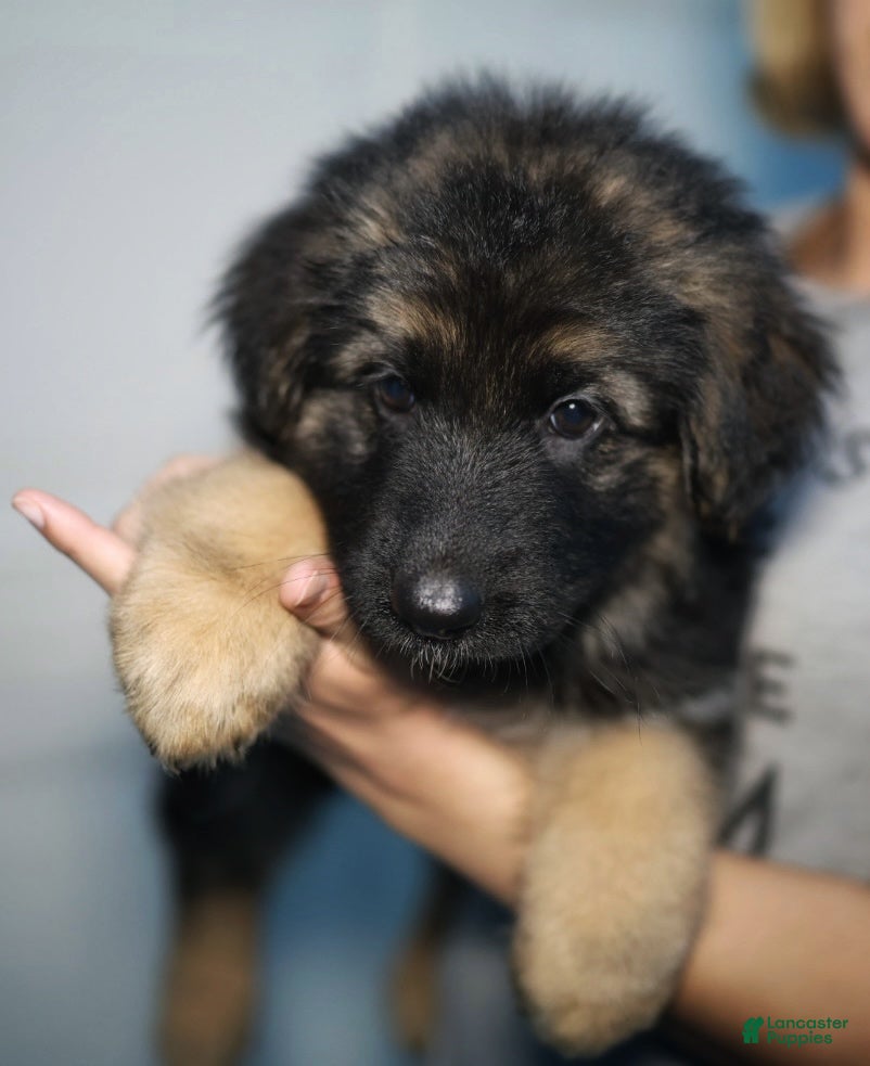 German Shepherd dogs Sunflower  - Ad 1