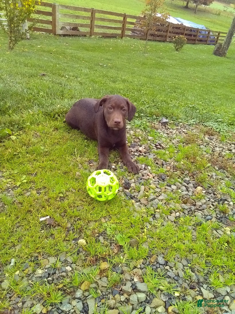 Labrador Retriever dogs Charlie - Ad 1