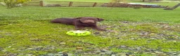 Labrador Retriever dogs for sale: Charlie - Ad 1