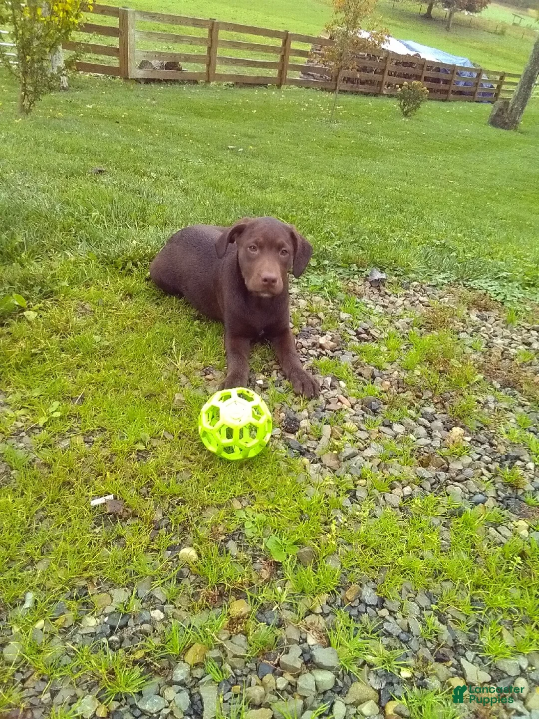 Labrador Retriever dogs for sale: Charlie - Ad 1