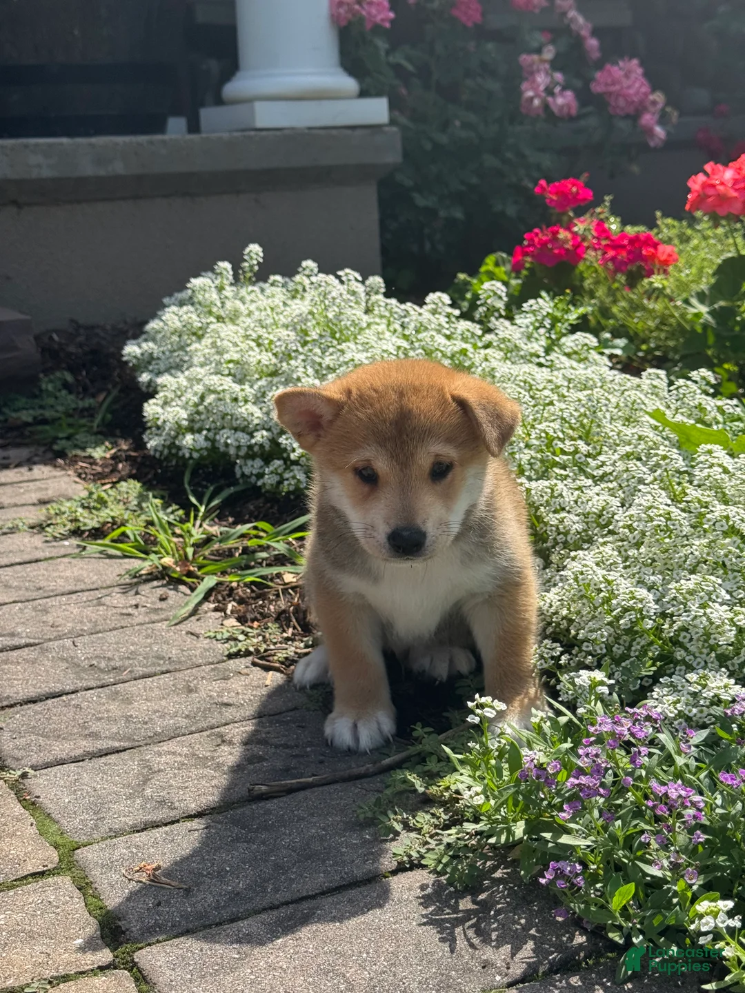 Shiba Inu dogs for sale: Indio - Ad 2