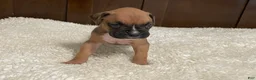 Boxer dogs for sale: Moxy - Ad 7