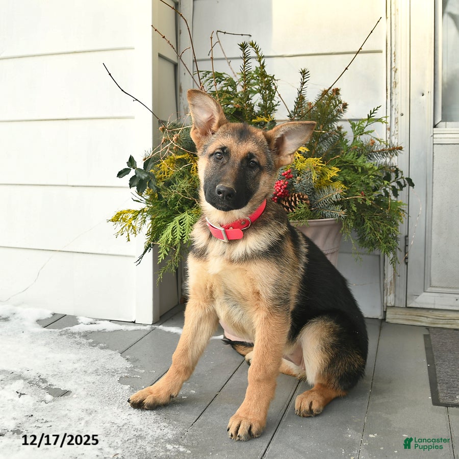 German Shepherd dogs Villian - Ad 25