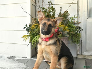 German Shepherd dogs Villian - Ad 25