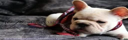 French Bulldog dogs for sale: Echo - Ad 6