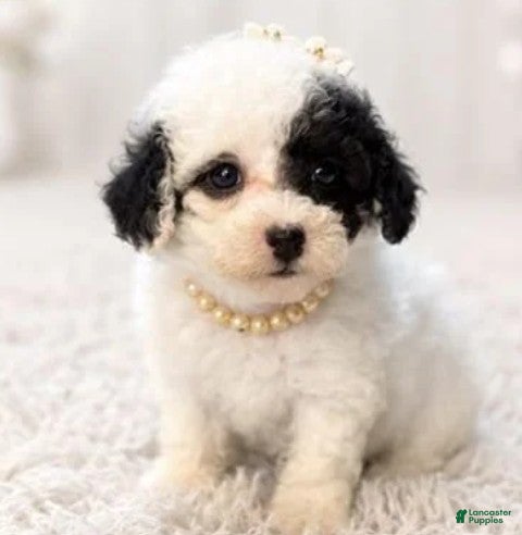 Toy Poodle dogs Toy Poodle 1 - Ad 33