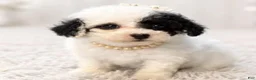 Toy Poodle dogs for sale: Toy Poodle 1 - Ad 1