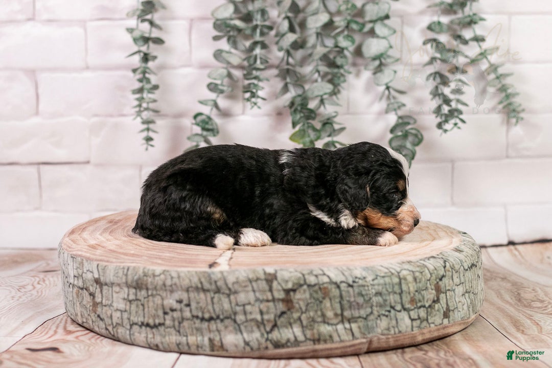Bernedoodle dogs for sale: HalfPipe - Ad 18