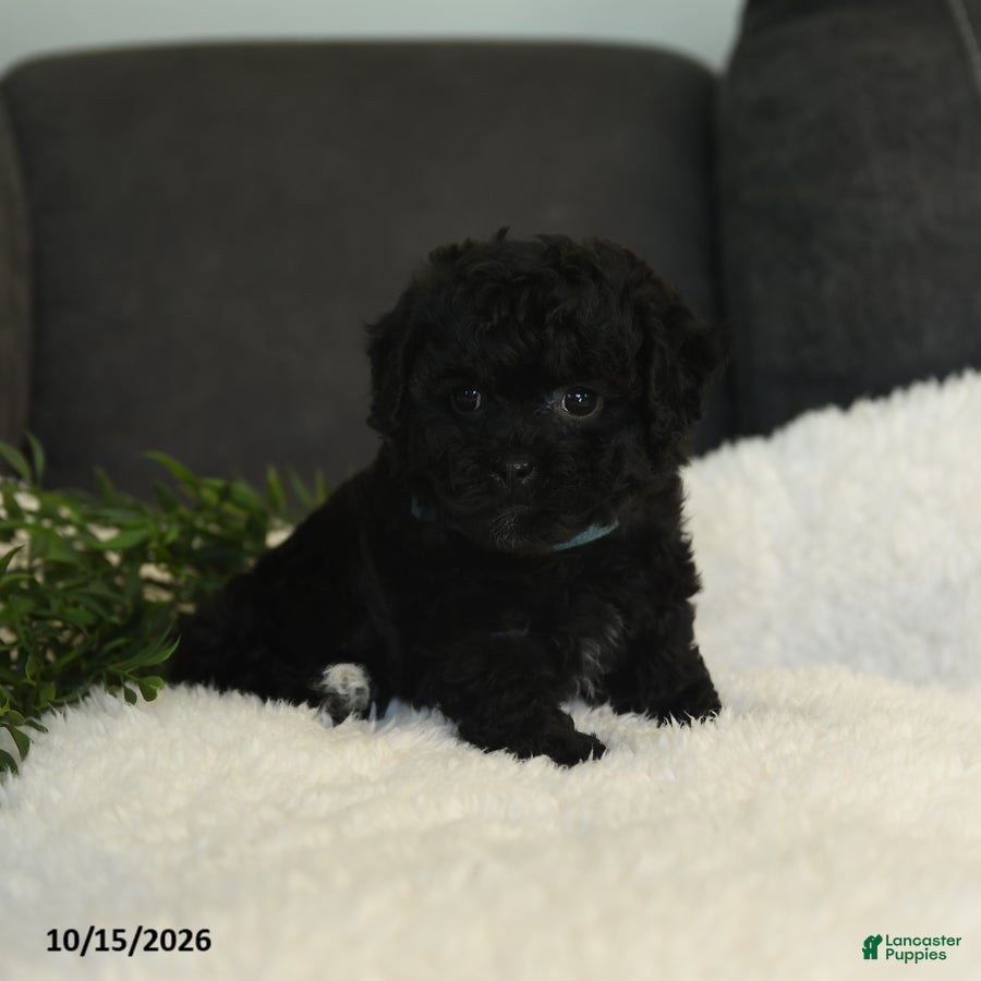 Teddy Bear dogs Connie - Ad 2