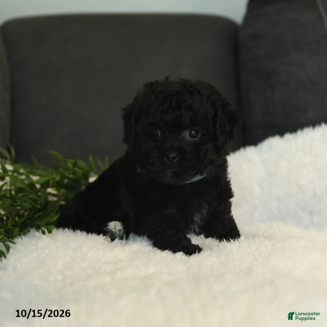 Teddy Bear dogs for sale: Connie - Ad 2