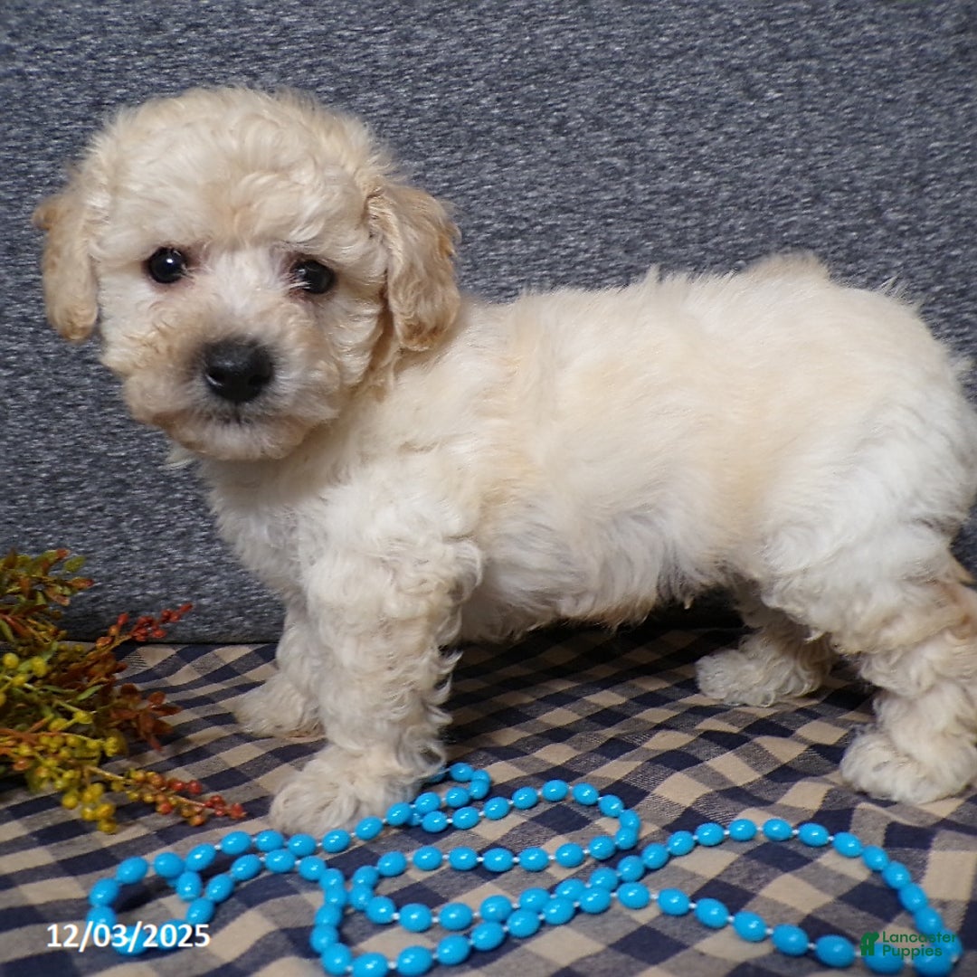 Bichpoo dogs for sale: Tyler - Ad 5