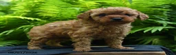 Yorkiepoo dogs for sale: Glow - Ad 2