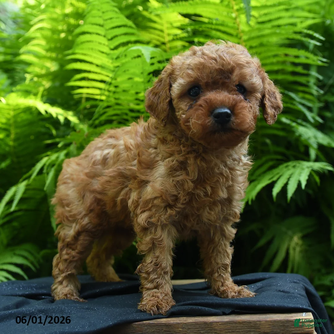 Yorkiepoo dogs for sale: Glow - Ad 2