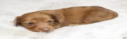 Dachshund dogs for sale: Missy - Ad 4