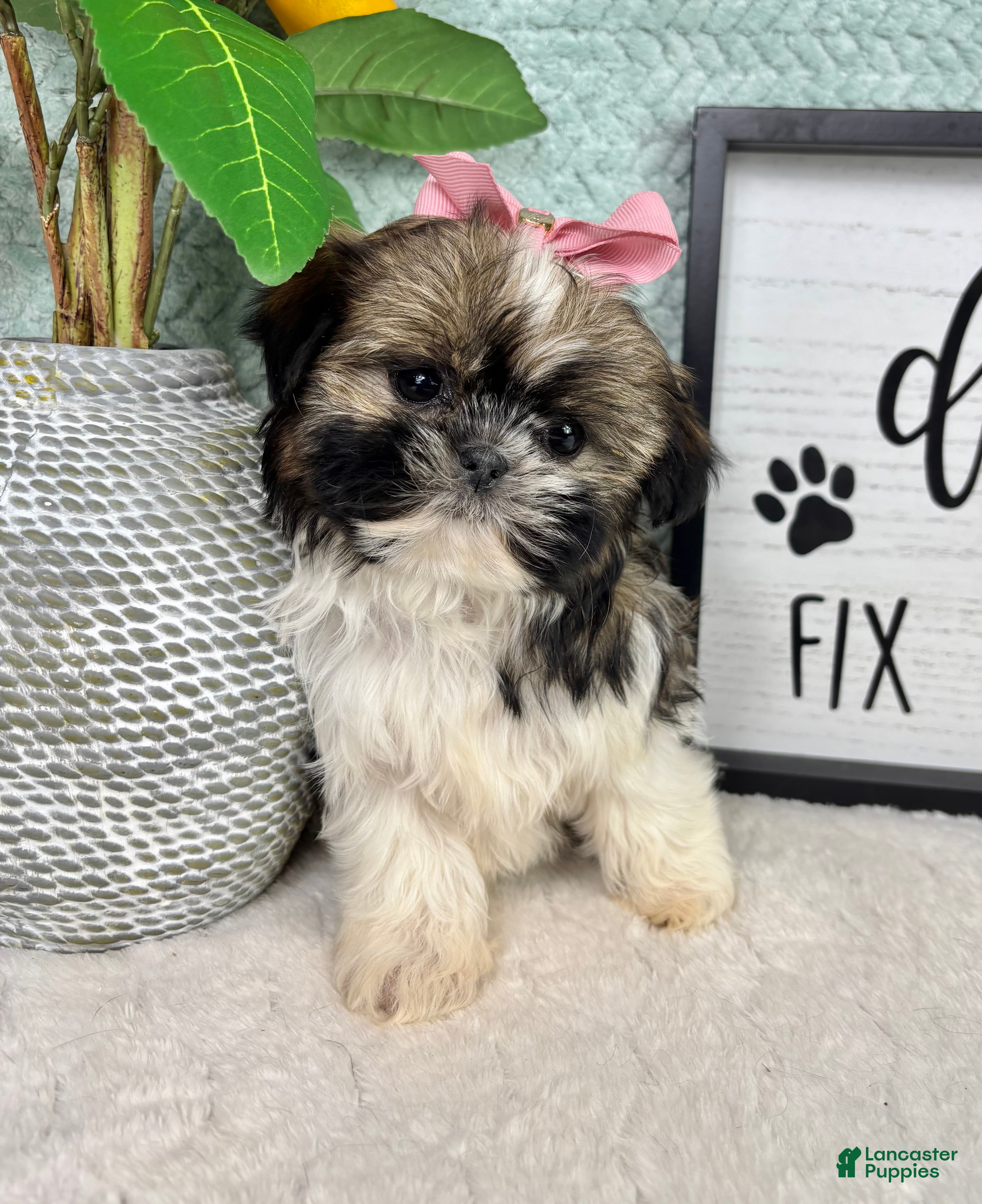 Shih Tzu dogs Sugar - Ad 25