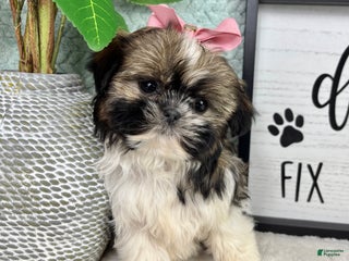 Shih Tzu dogs Sugar - Ad 6