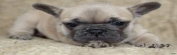 French Bulldog dogs for sale: Penny AKC - Ad 4