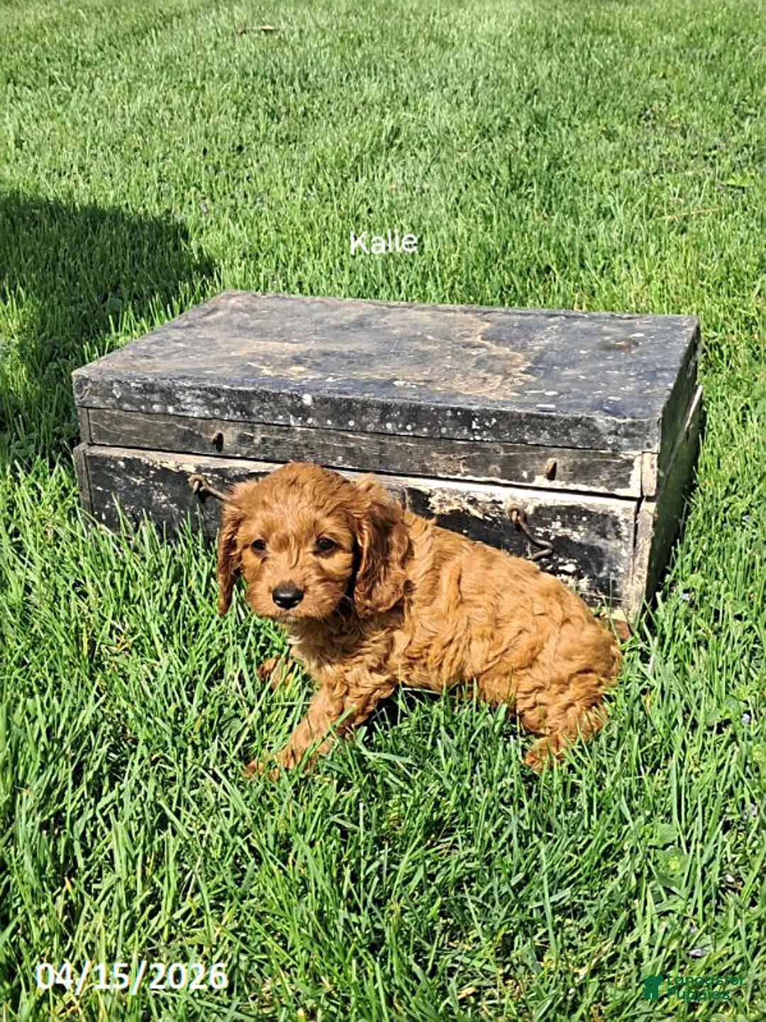 Cavapoo dogs for sale: Kalie - Ad 2