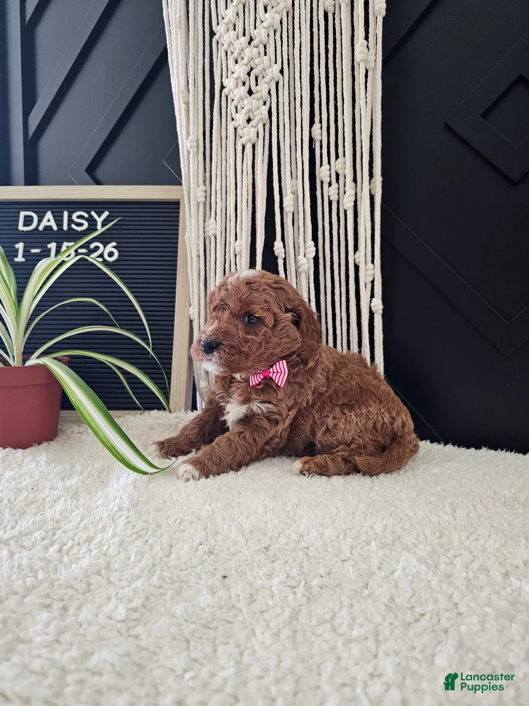 Mini Goldendoodle dogs for sale: Daisy - Ad 3