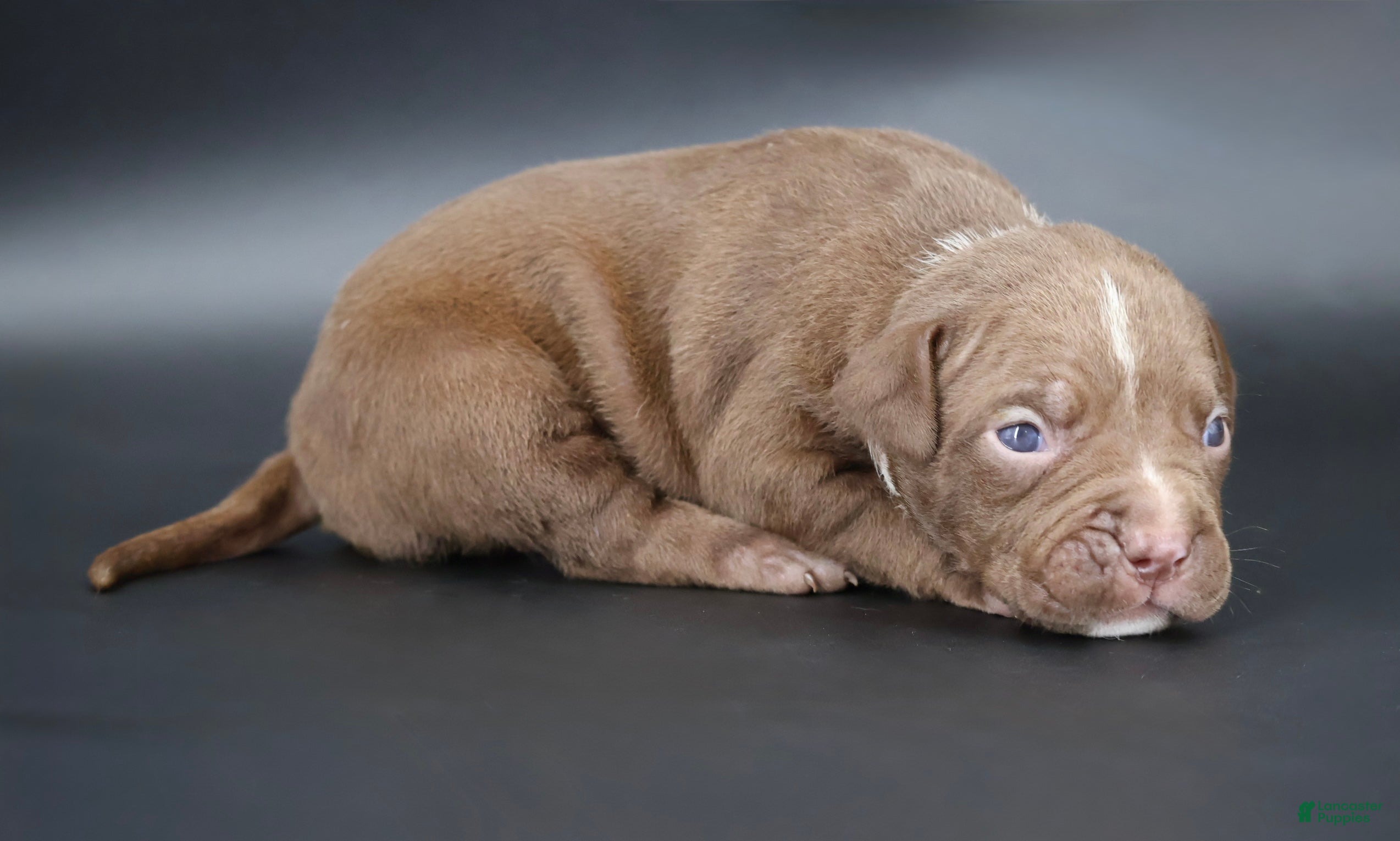 American Bully dogs Zara - XL - ABKC - Ad 1