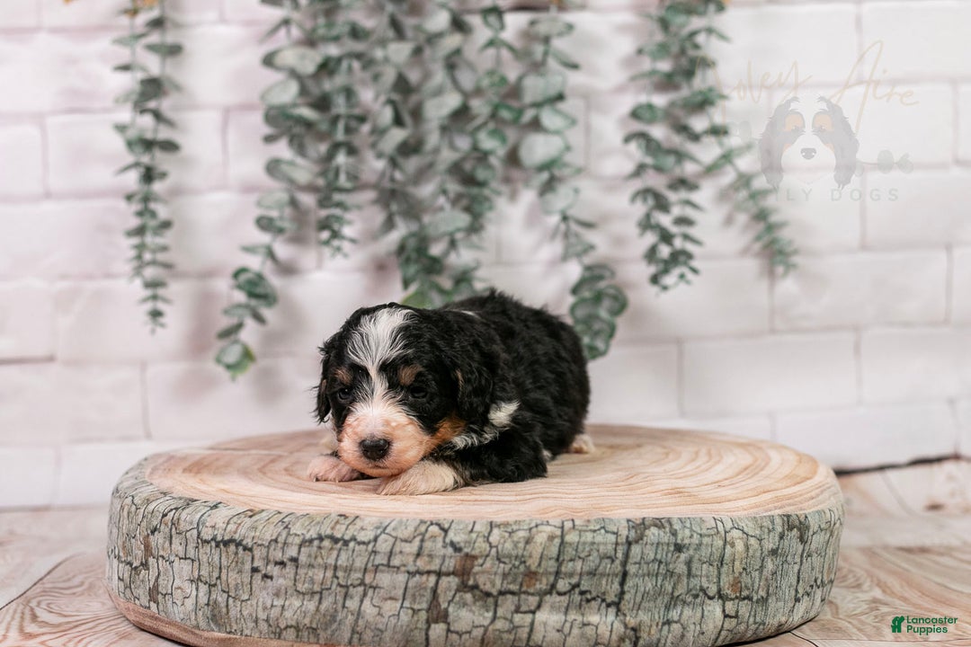 Bernedoodle dogs for sale: HalfPipe - Ad 4