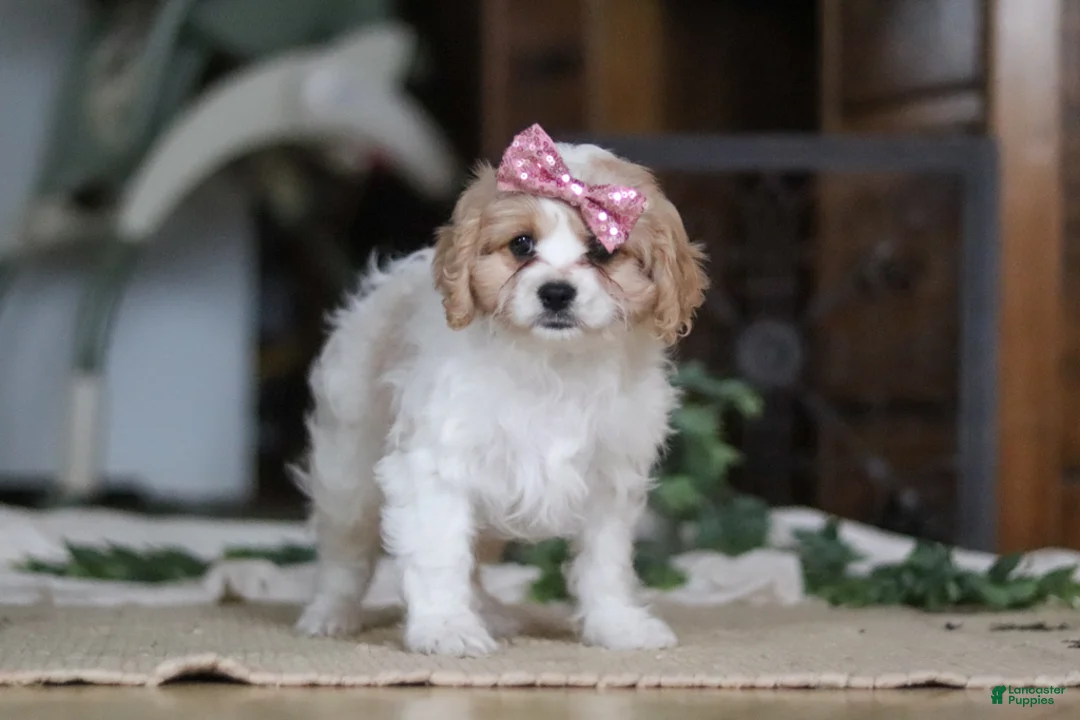 Cavapoo dogs for sale: Robin - Ad 4