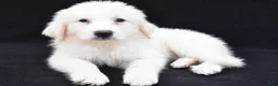 Great Pyrenees dogs for sale: Martha - Ad 7