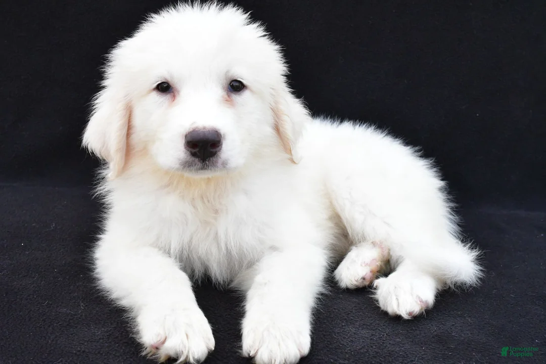 Great Pyrenees dogs for sale: Martha - Ad 7