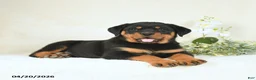 Rottweiler dogs for sale: Candy - Ad 5