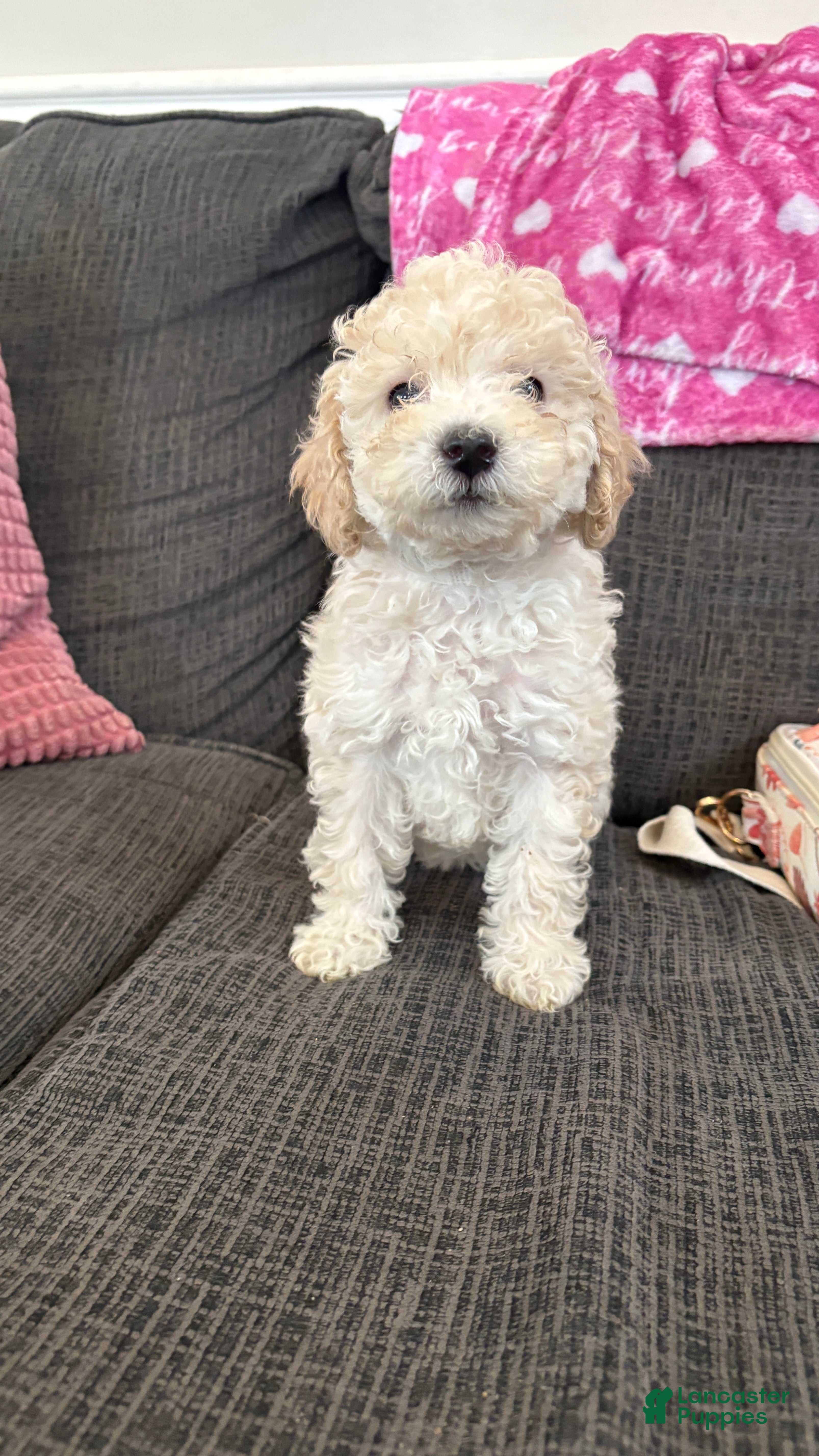 Miniature Poodle dogs Miniature Poodle 7 - Ad 1