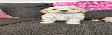 Miniature Poodle 7