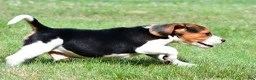 Beagle dogs for sale: Carson - Ad 10