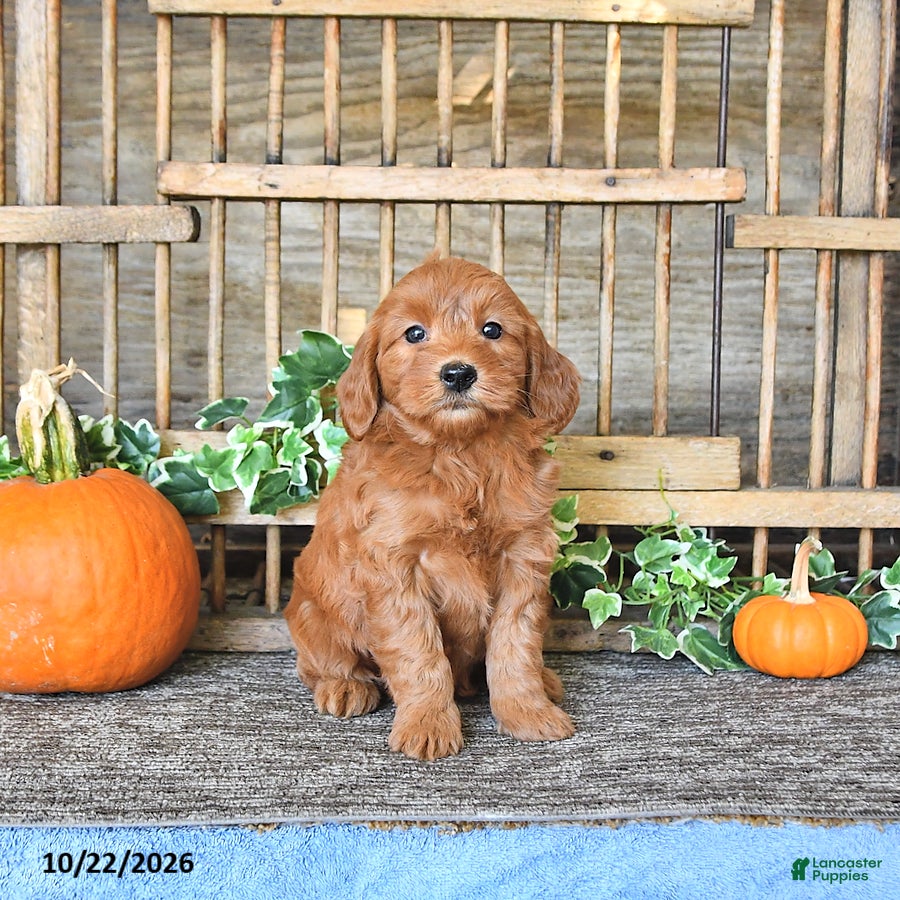 Mini Goldendoodle dogs for sale: Bella   - Ad 2