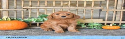 Mini Goldendoodle dogs for sale: Bella   - Ad 2